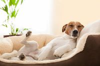 Намерете най-добрите оферти за легла за кучета 18