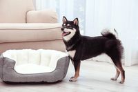 Качествени легла за кучета 24