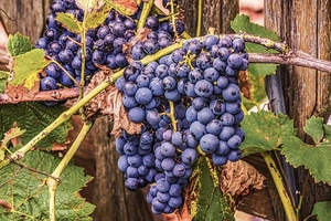 Най-добрите на пазара италиански вина в българия 3